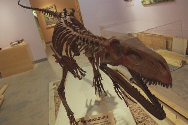 herrerasaurus fossil